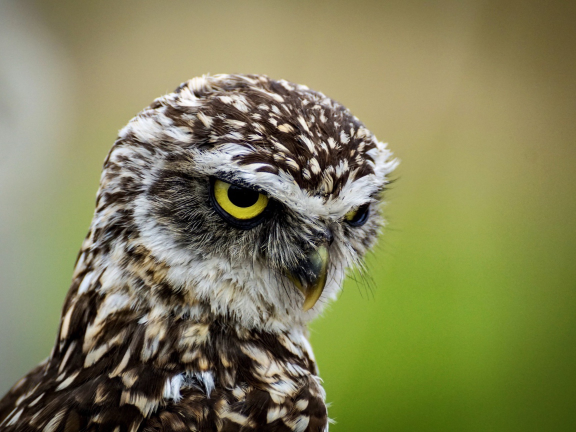 Голова большой совы с желтыми глазами крупным планом