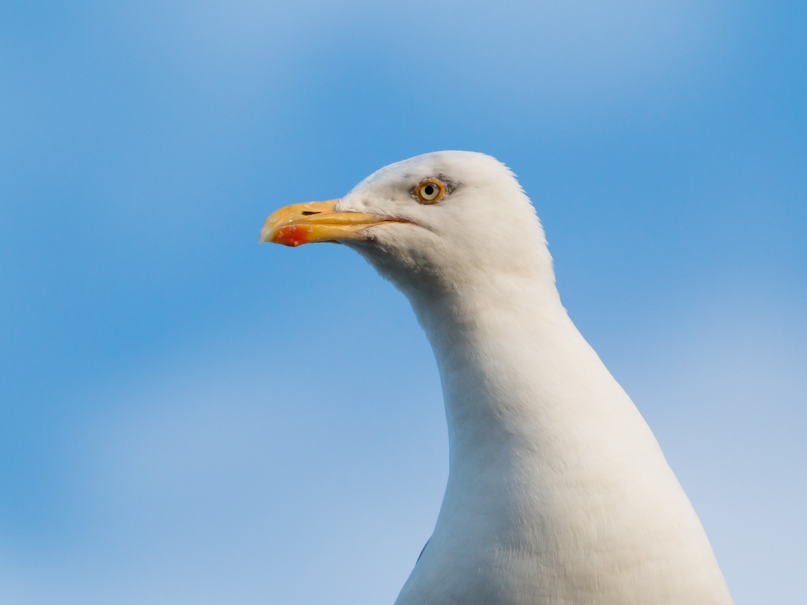 Голова белой чайки на фоне голубого неба 