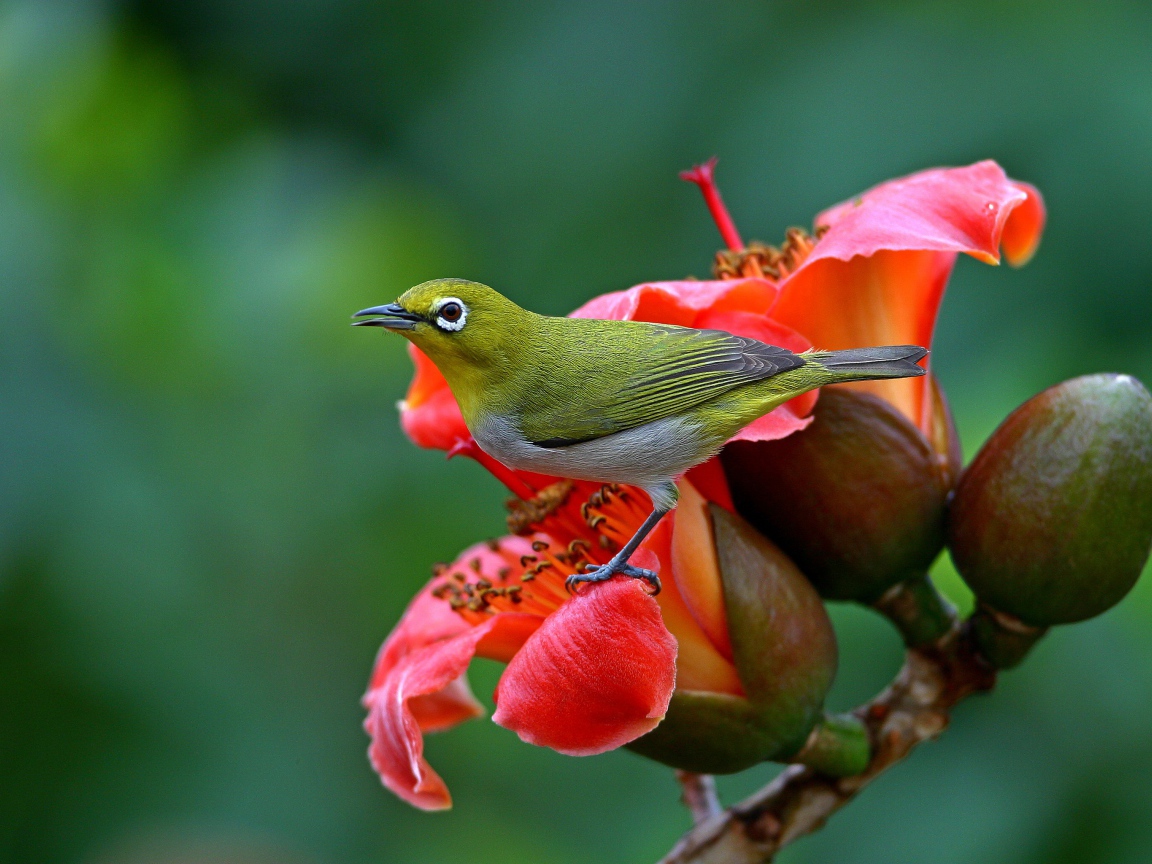 Японская Белоглазка сидит на красном цветке 