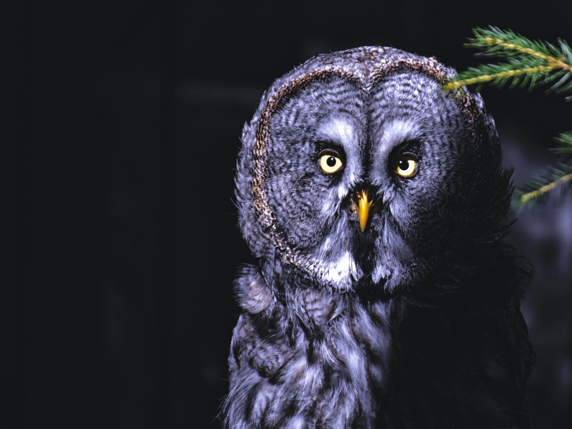 Большая серая сова с желтыми глазами на ветке ночью 