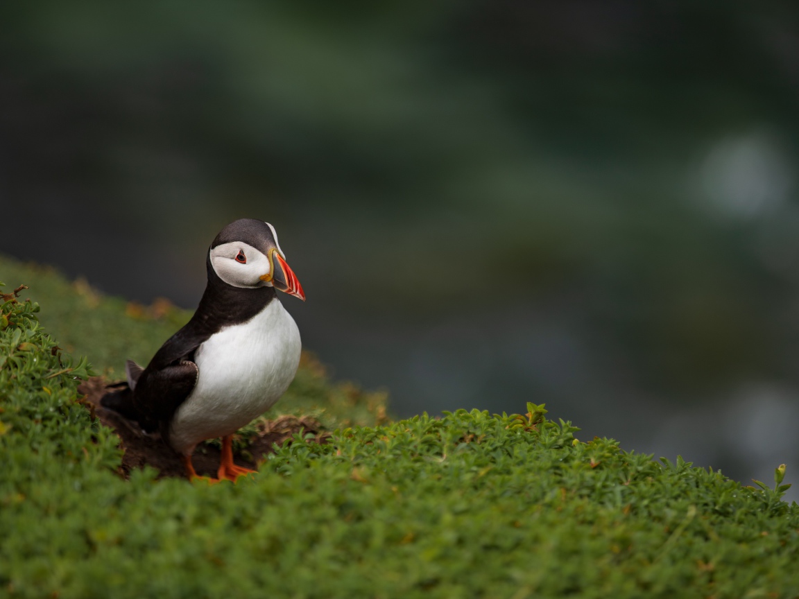 Маленький тупик на зеленой траве