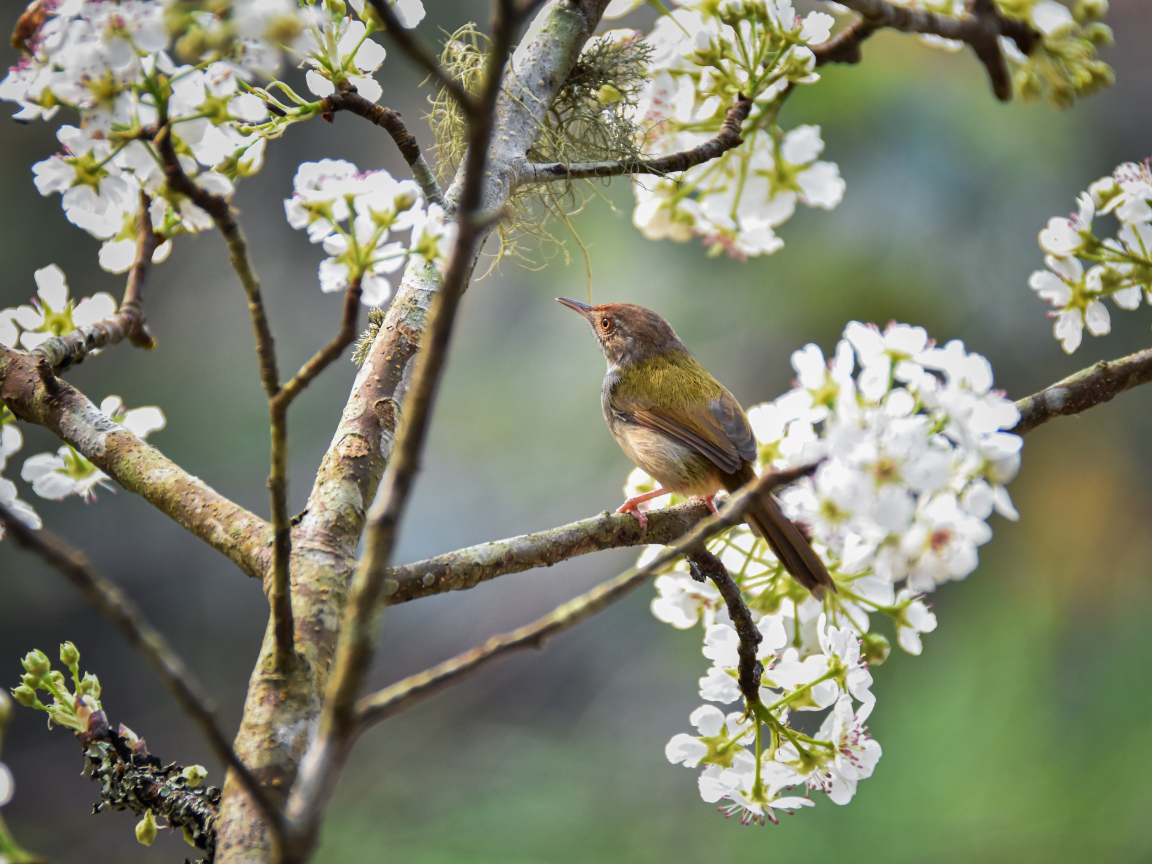 Маленький дрозд сидит на цветущей вишне 