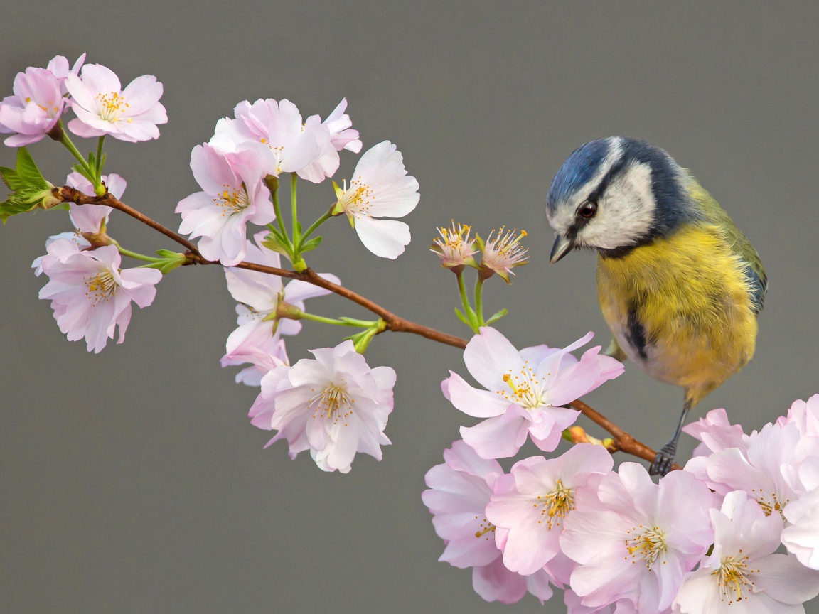 Маленькая синица сидит на ветке с цветами