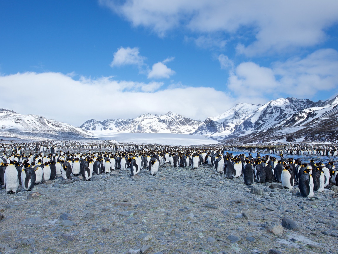 Много пингвинов на берегу на фоне заснеженных гор 