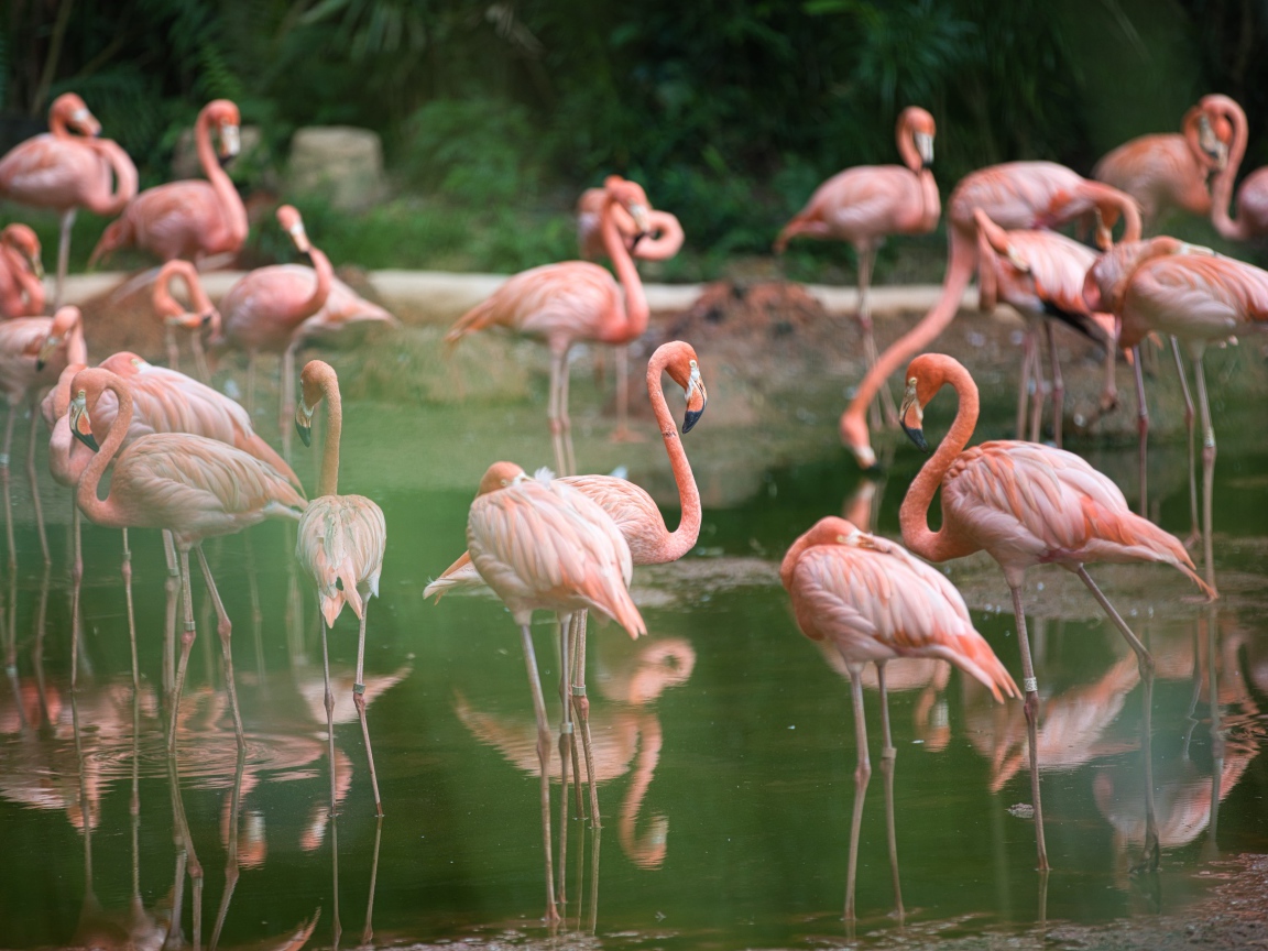 Много розовых фламинго  в воде в зоопарке 