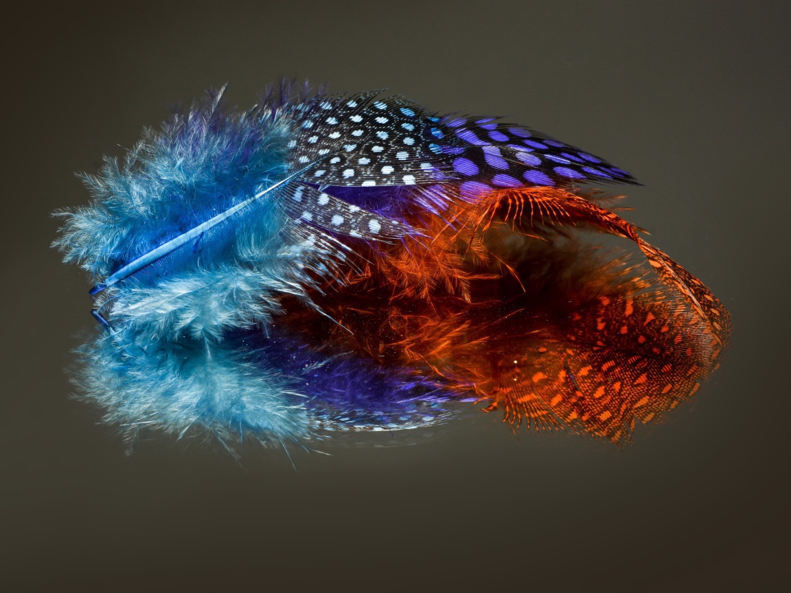 Разноцветные перья на сером фоне