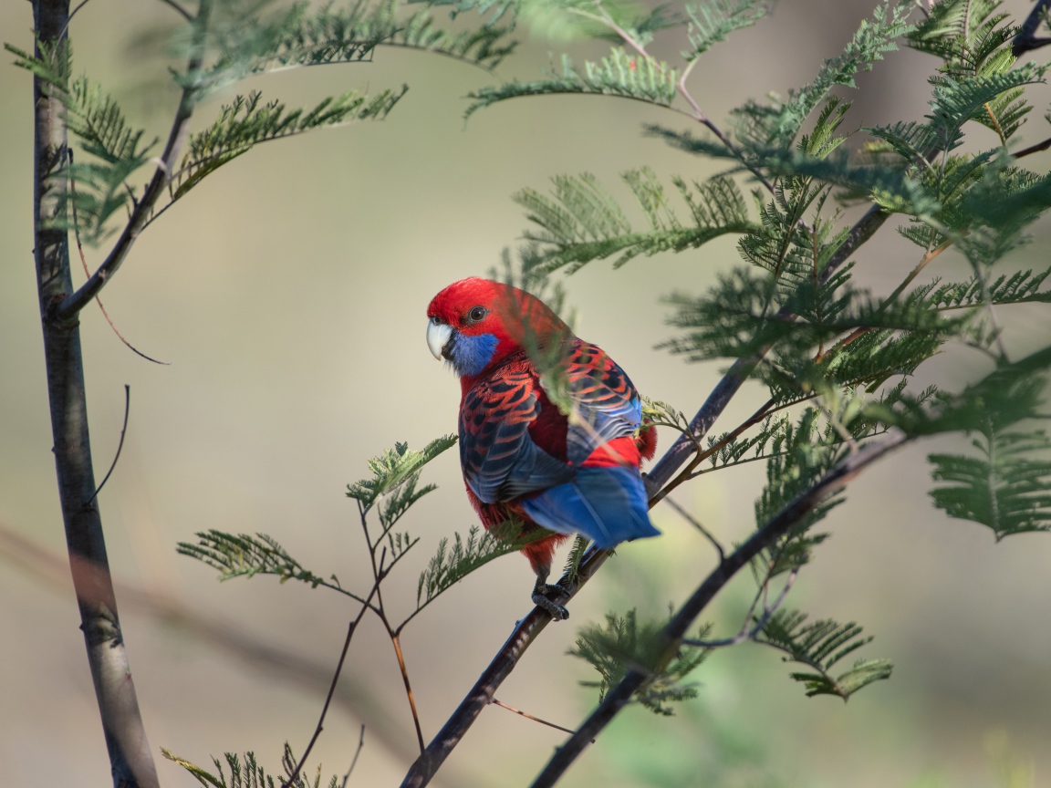Попугай Красная розелла на ветке дерева