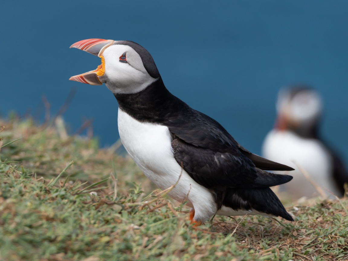 Тупик с открытым клювом на траве
