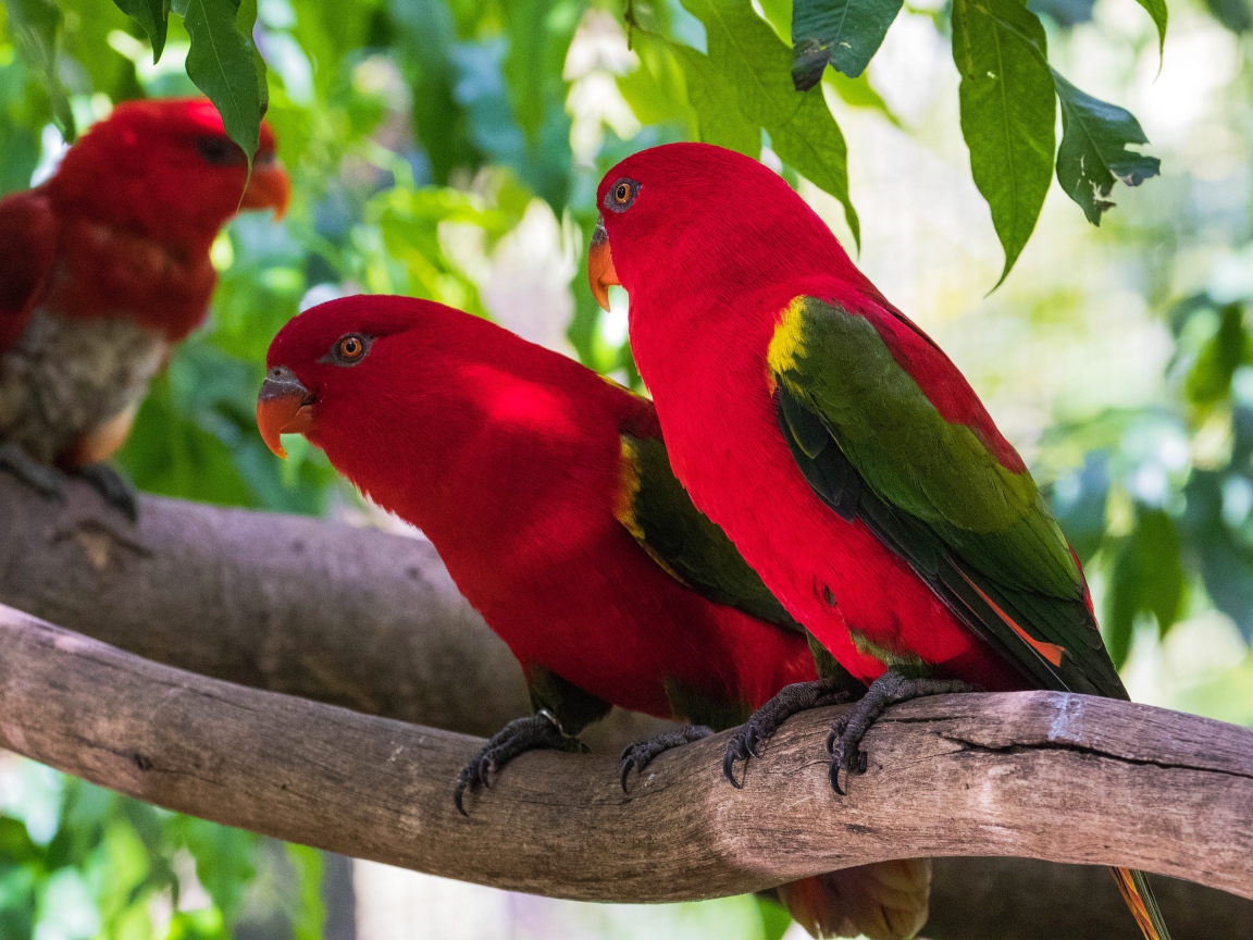 Red parrots are sitting on a branch under green leaves