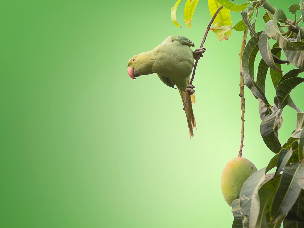 Маленький зеленый попугай сидит на ветке