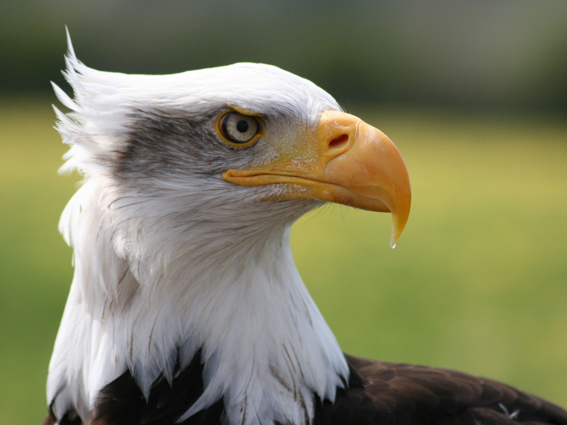 Острый клюв белоголового орлана 