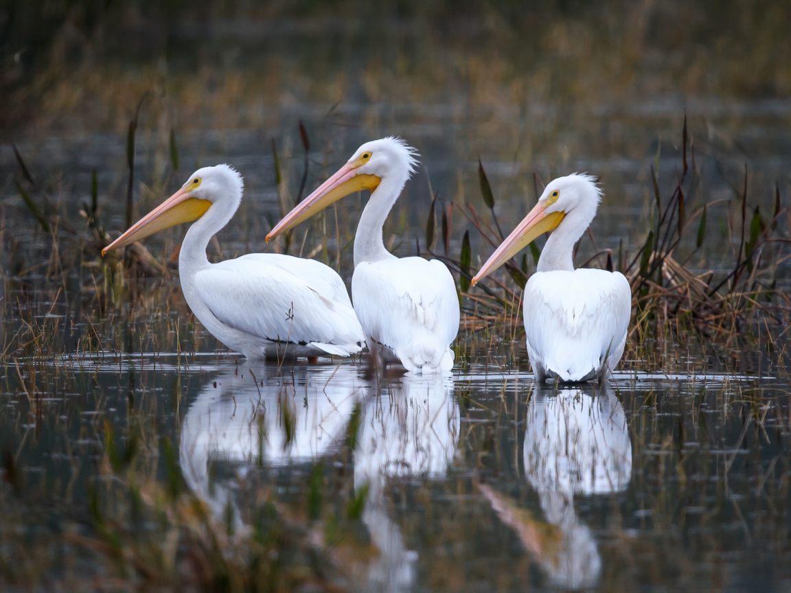 Три белых цапли охотятся в воде