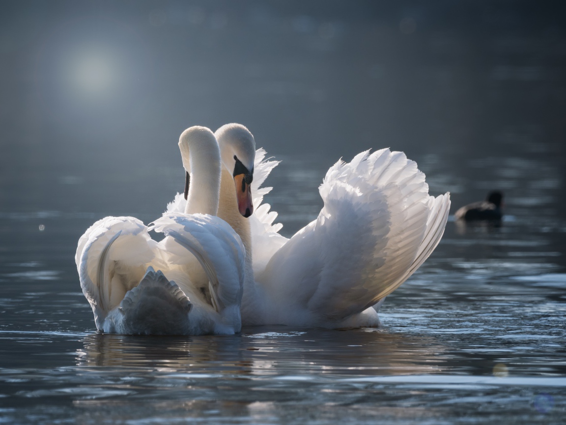 Два красивых влюбленных белых лебедя в пруду 