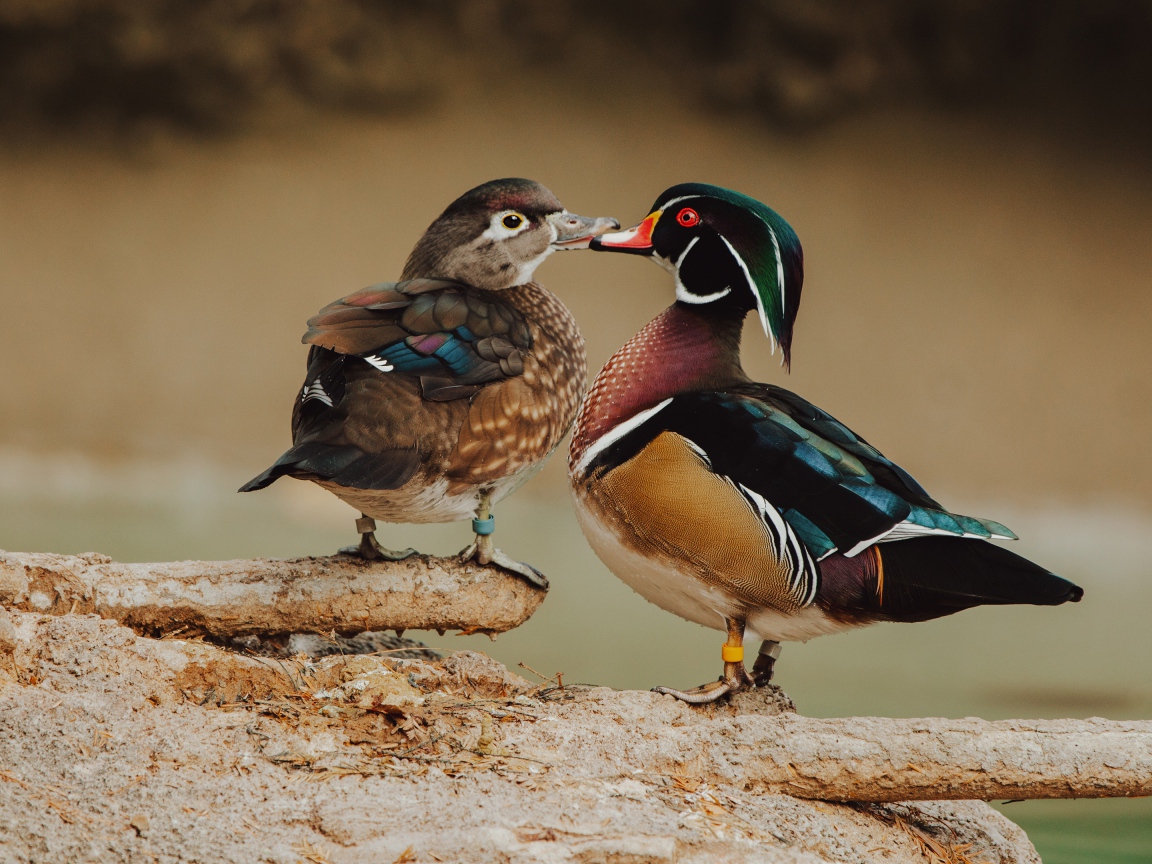 Две красивых разноцветных уточки на дереве