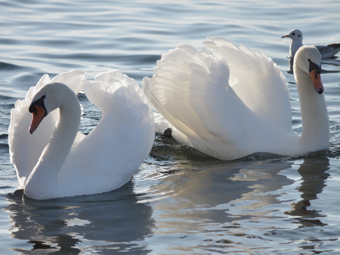 Два красивых белых лебедя в пруду с чайкой 