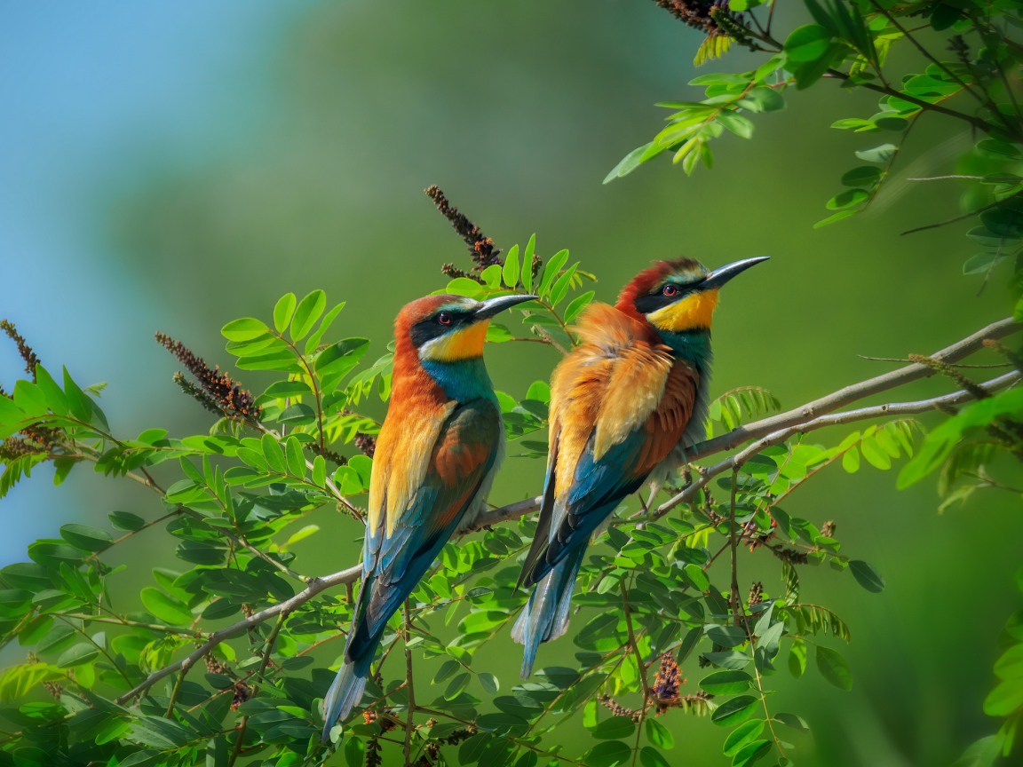 Две золотистые щурки сидят на ветке дерева 