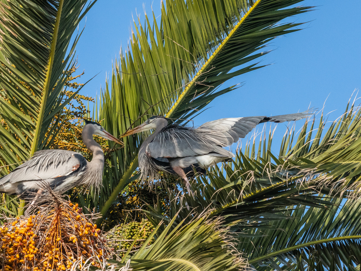 Два серых пеликана сидят в пальмовых листьях 