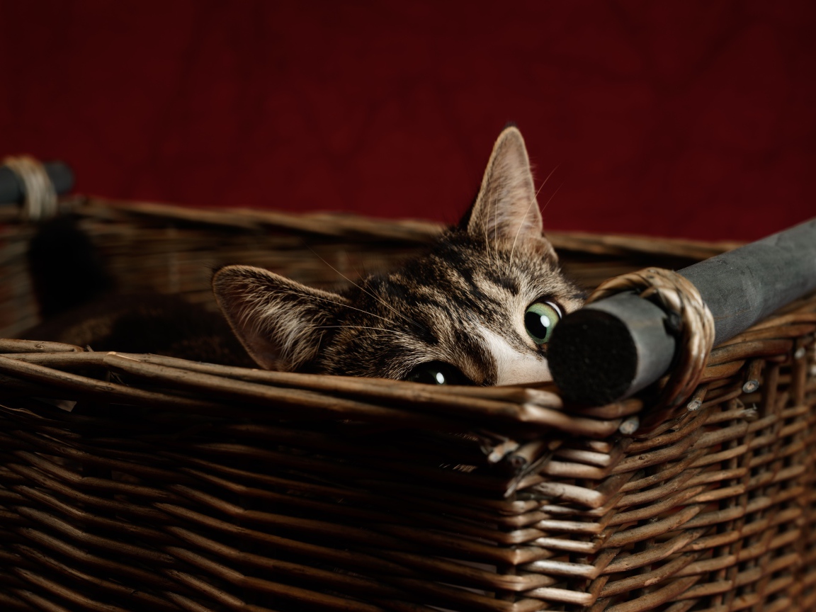 Серый кот с зелеными глазами прячется в корзине
