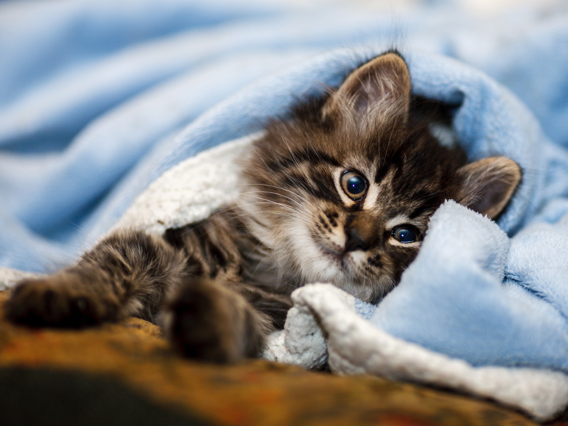 Породистый серый котенок лежит под голубым покрывалом 