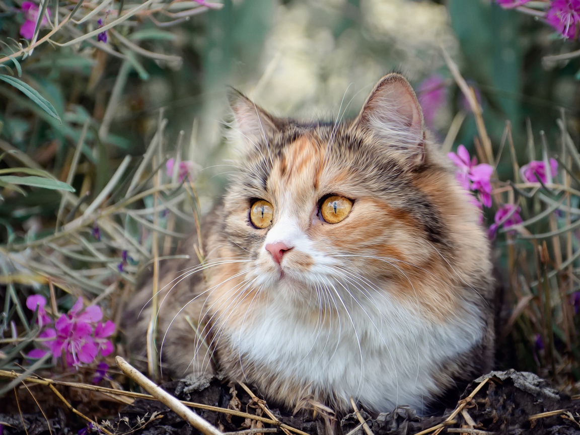 Пустая испуганная кошка сидит в траве с розовыми цветами