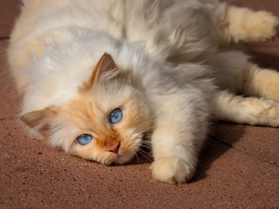 Красивая голубоглазая породистая кошка лежит на полу 