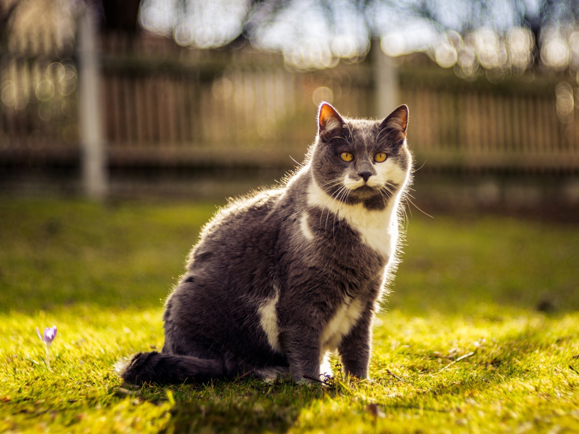 Красивый кот сидит на зеленой траве