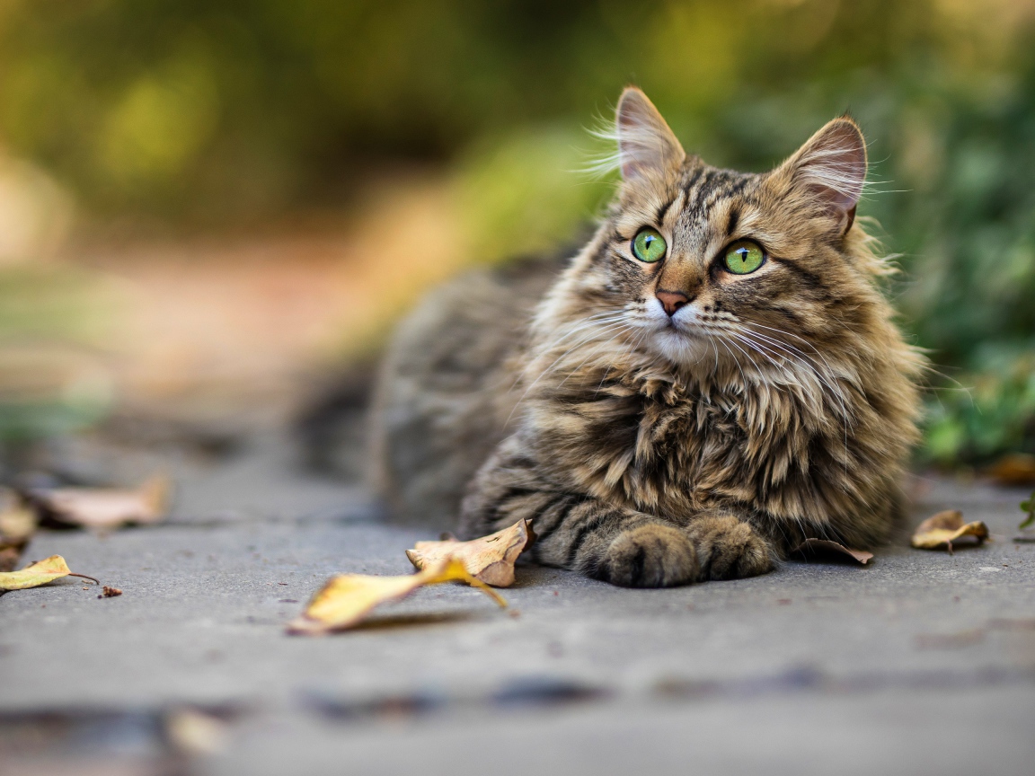 Красивый пушистый зеленоглазый серый  кот лежит на земле