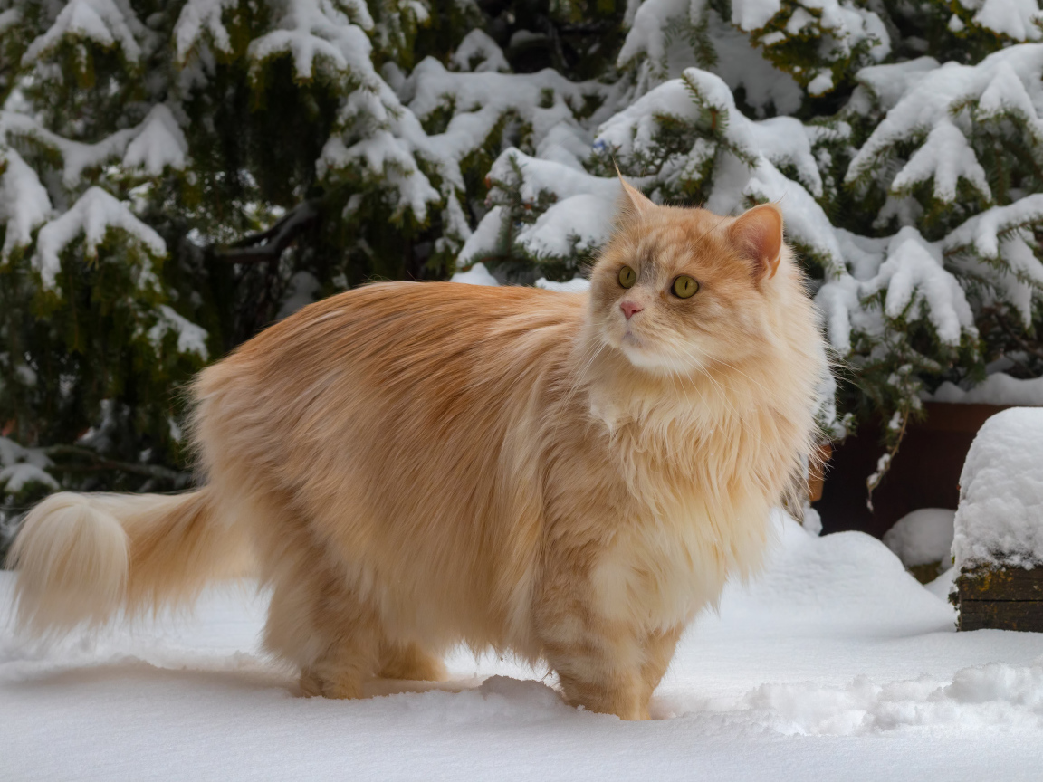 Красивый пушистый рыжий кот у заснеженной ели