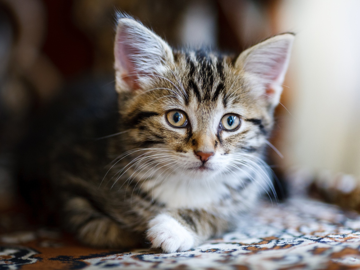 Красивый серый котенок лежит на диване 