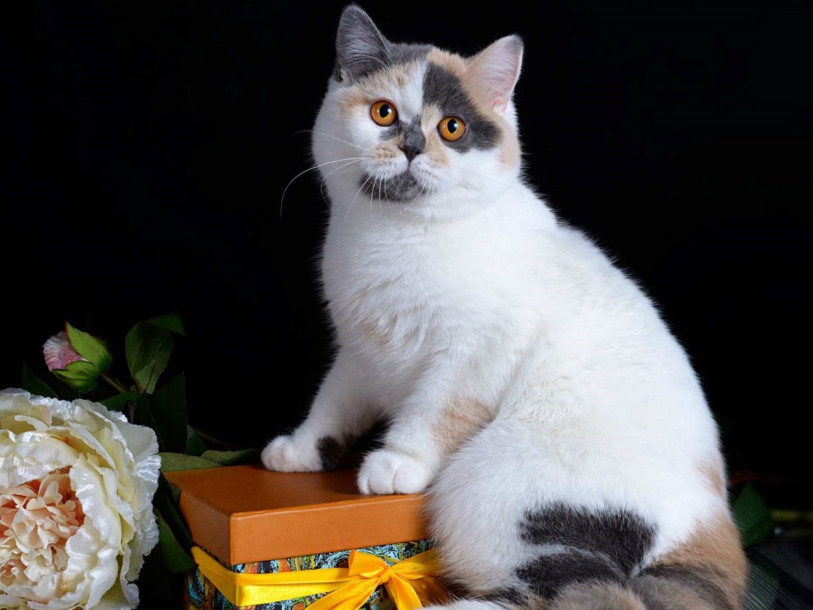 Красивый котенок с подарком и цветком на черном фоне