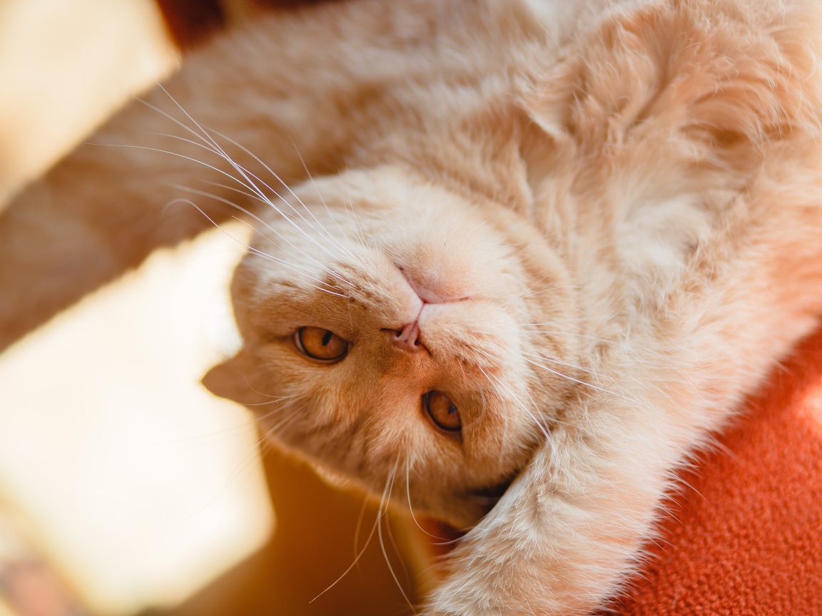 Красивый рыжий кот лежит лапами вверх