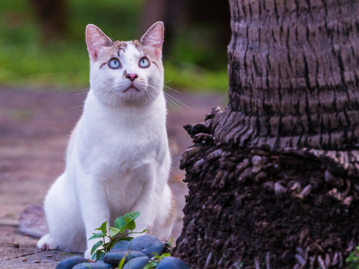 Красивый белый голубоглазый кот сидит у дерева 