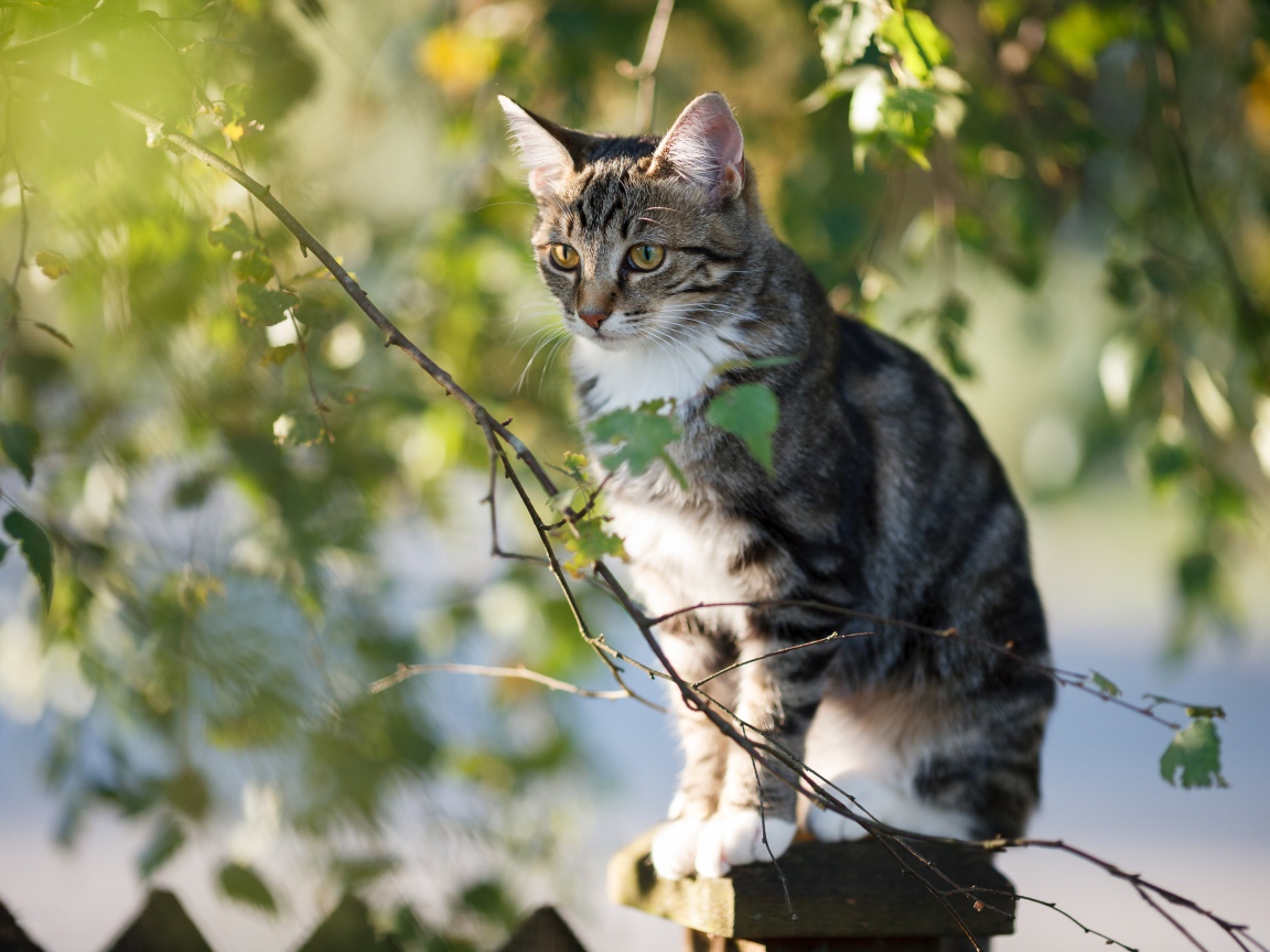 Большой серый кот сидит на заборе у дерева