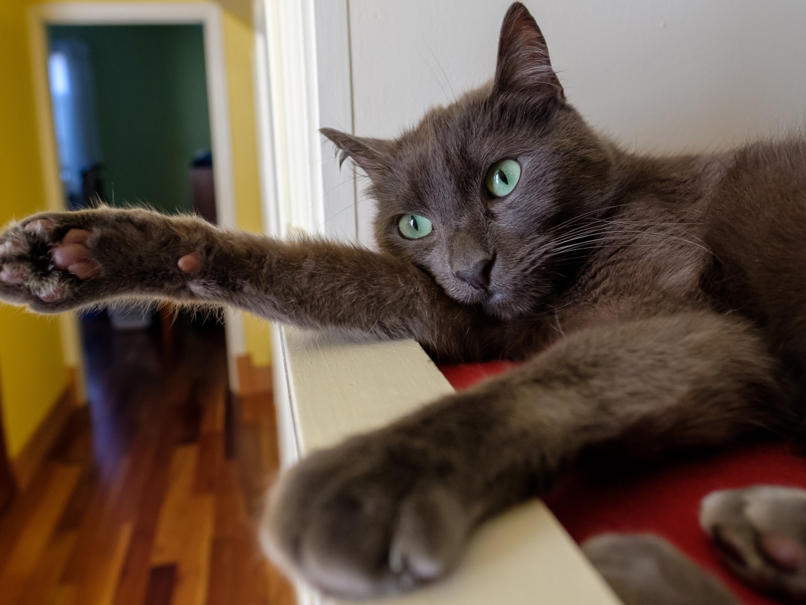 Большой серый кот с зелеными глазами 