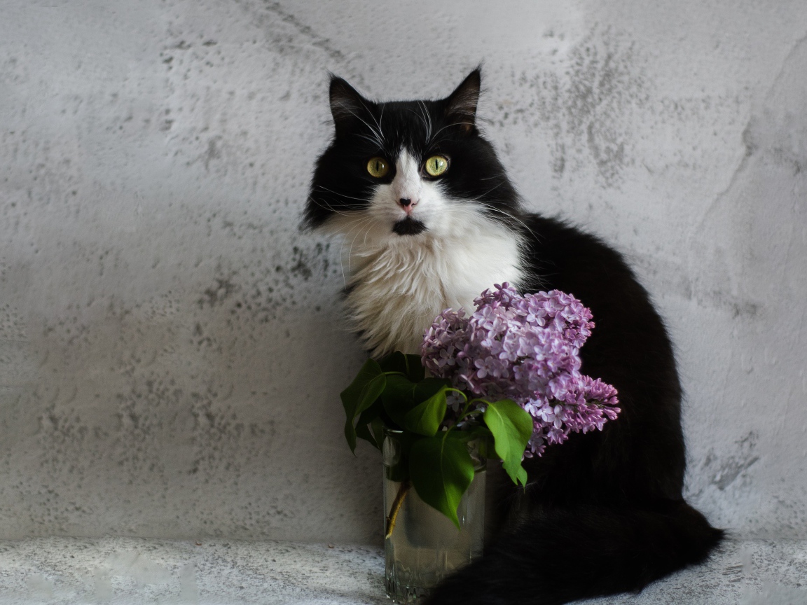 Черно-белый пушистый кот на фоне серой стены с сиренью 