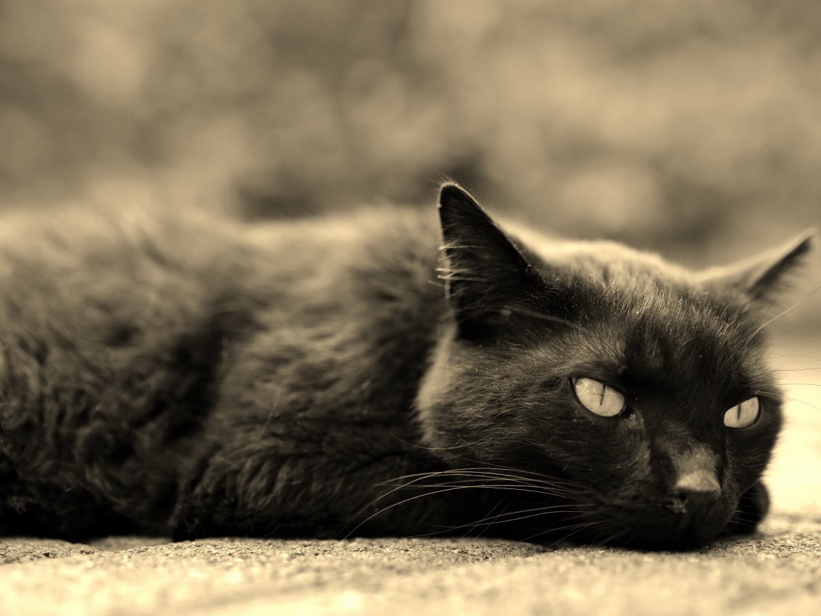 Черный кот лежит на асфальте 