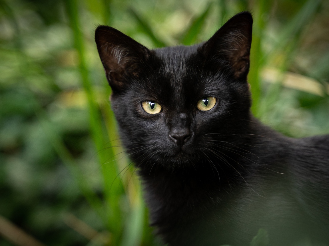 Черный кот с желтыми глазами крупным планом 
