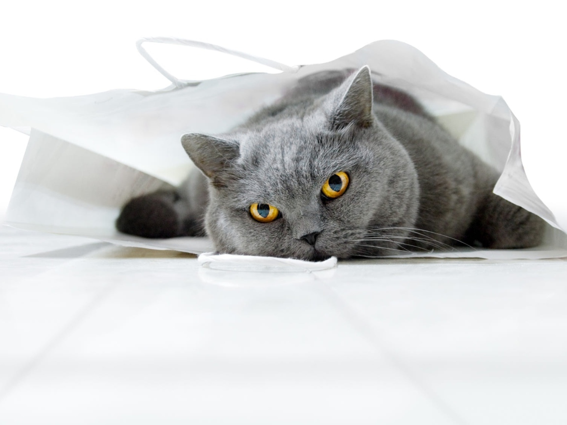 Британский кот лежит в белом пакете 