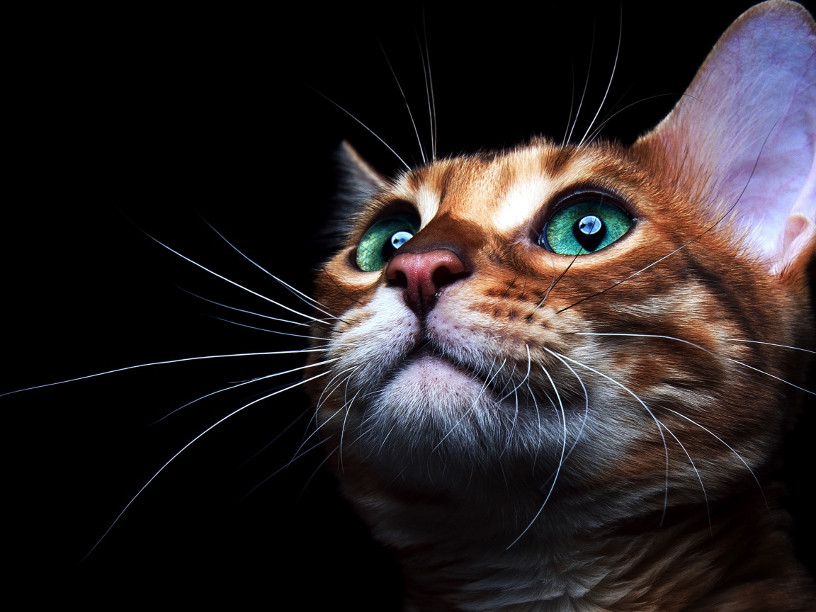 Коричневый зеленоглазый кот с длинными усами на черном фоне 