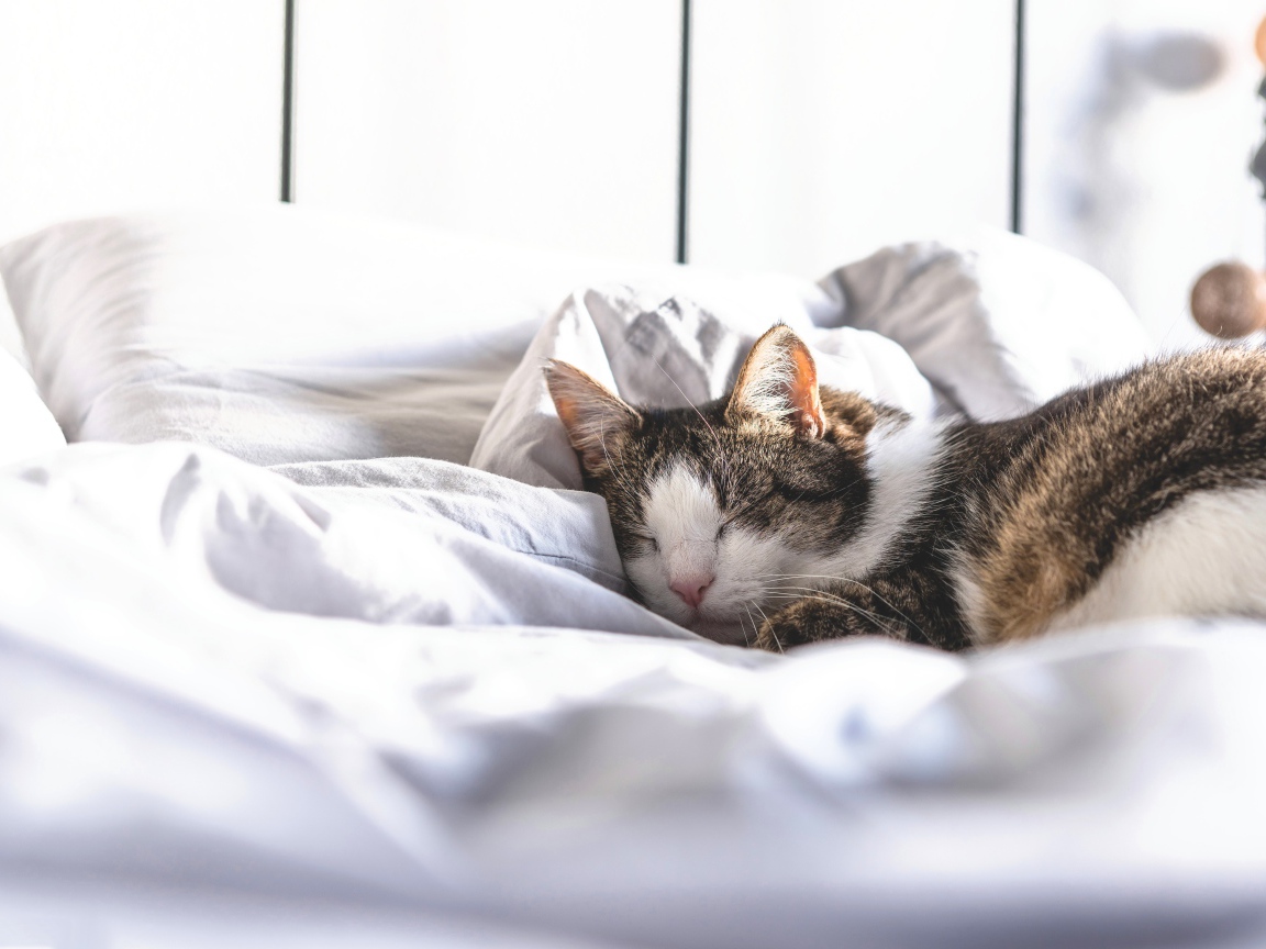 Домашний кот спит на белой постели