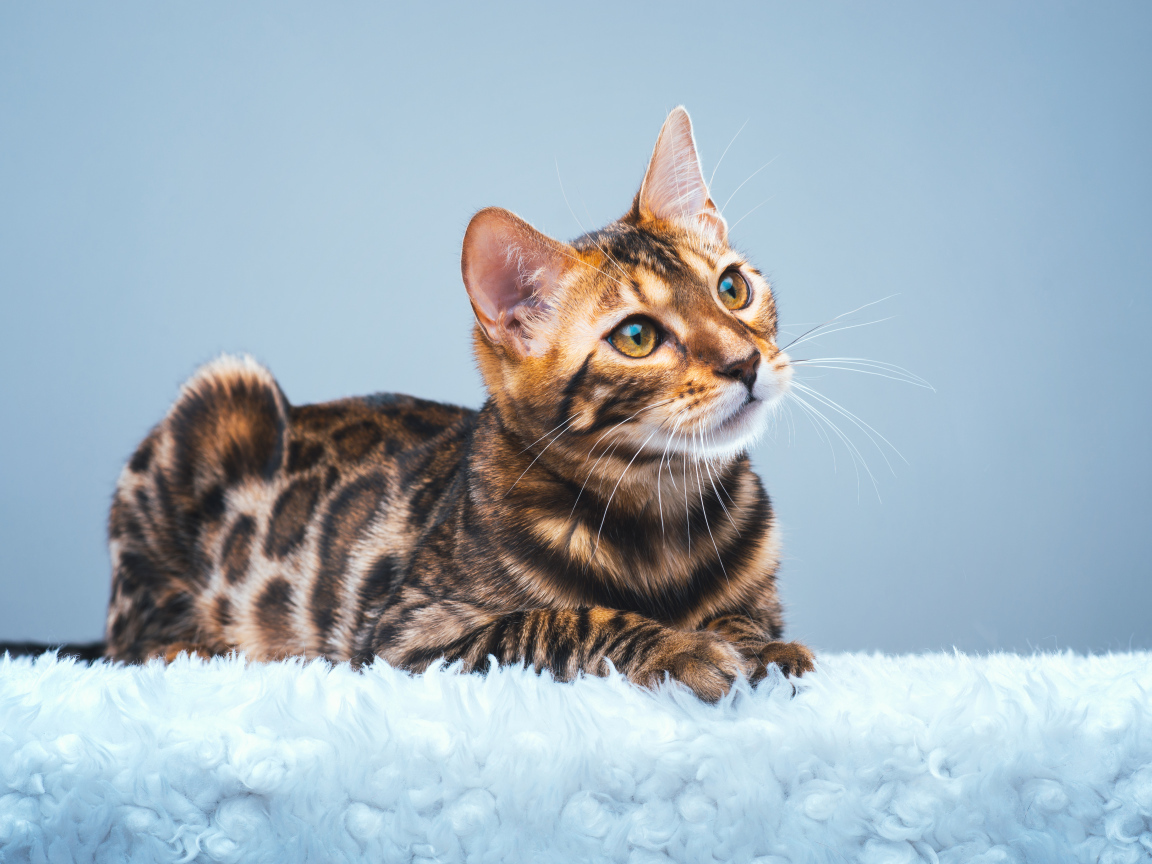 Дорогая бенгальская кошка на голубом фоне