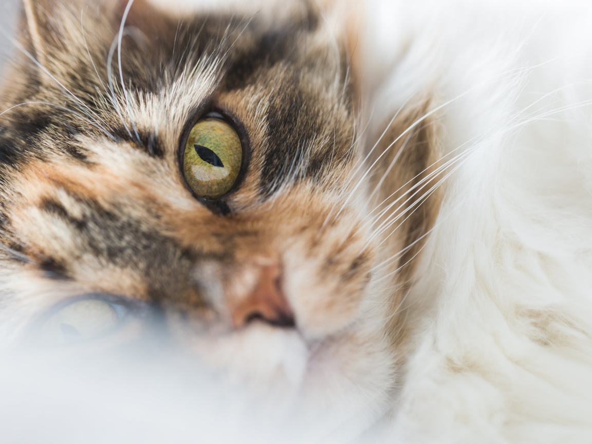 Морда зеленоглазой домашней кошки