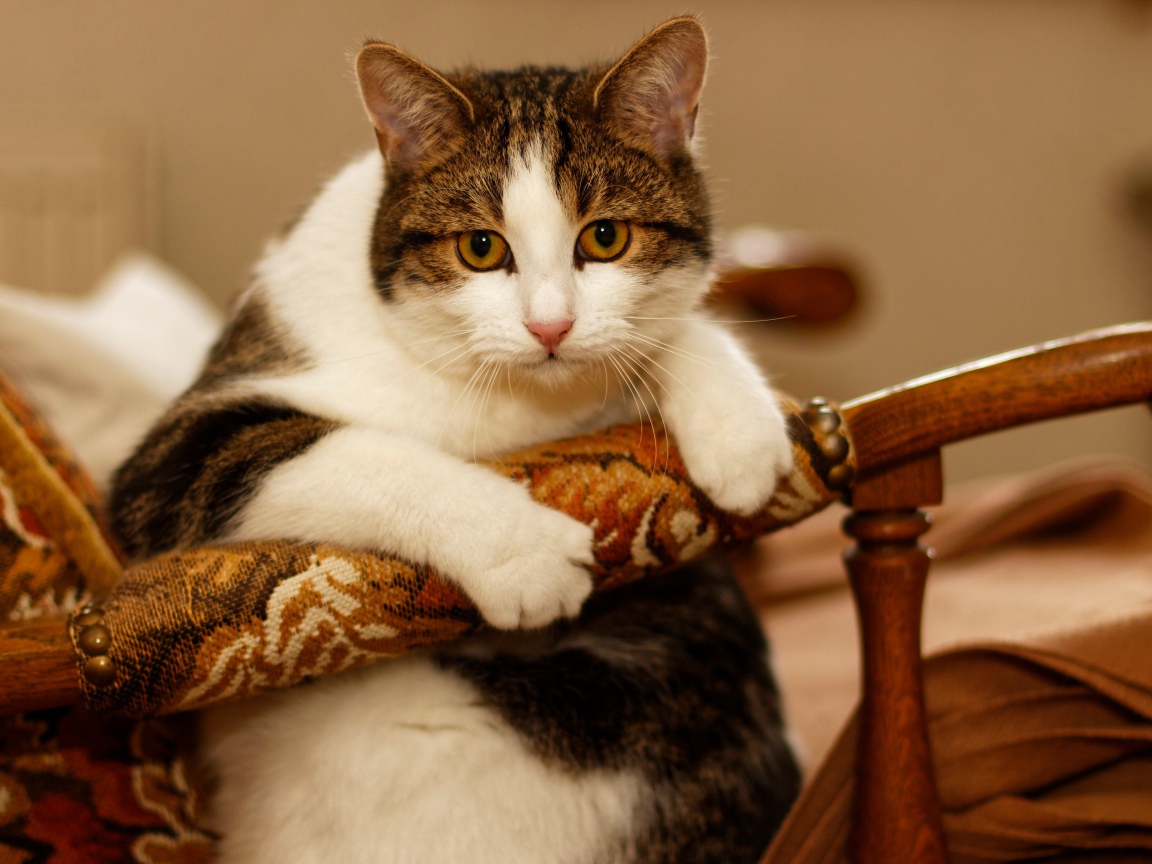 Толстый кот сидит в кресле 