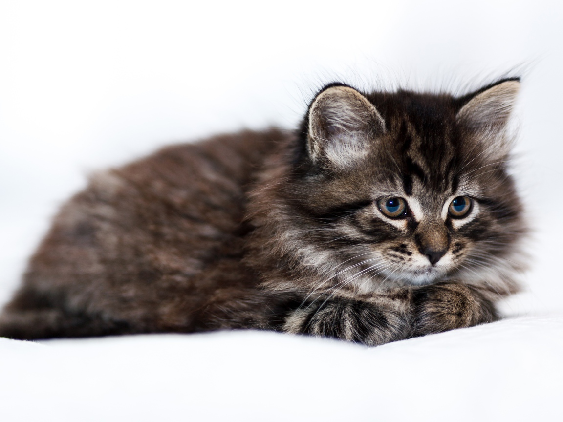 Пушистый серый котенок мейн куна на белом фоне