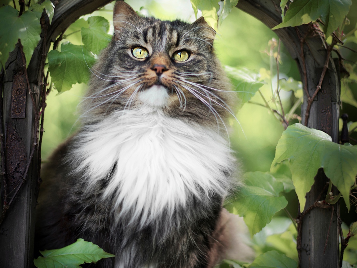Пушистый серый с белым кот в зарослях винограда 