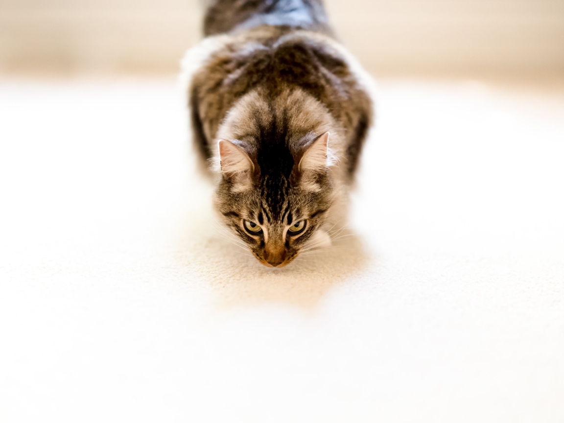 Пушистый серый кот на белом ковре 