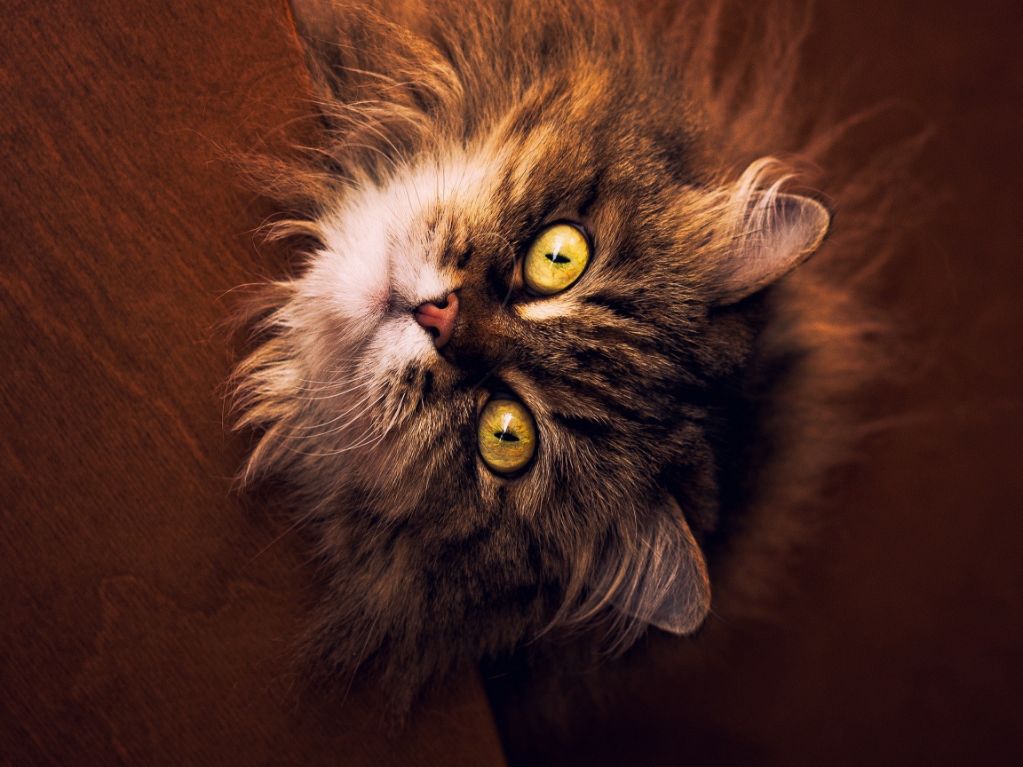 Пушистый серый кот с желтыми глазами смотрит вверх