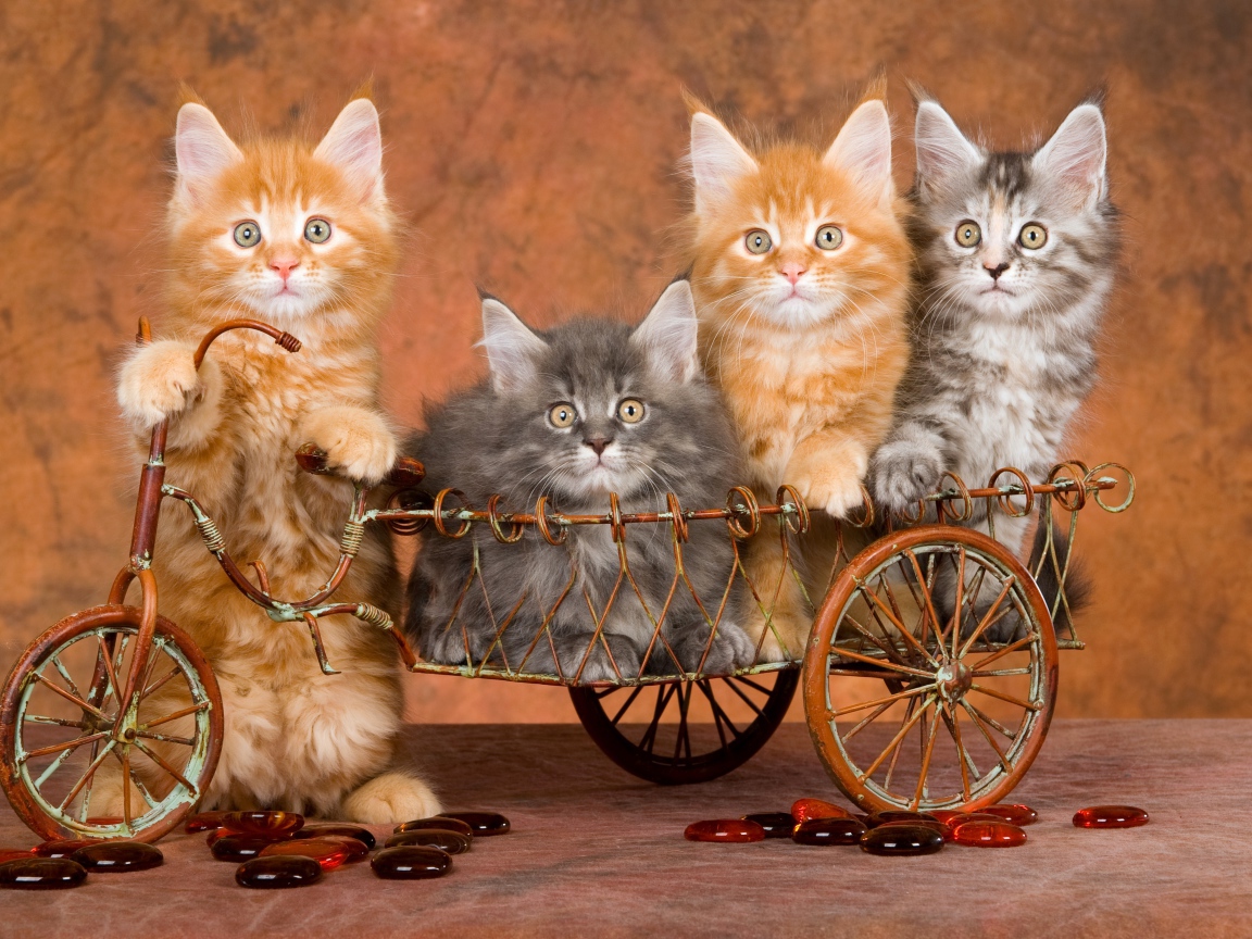 Забавные котята породы мейн кун в игрушечном велосипеде 