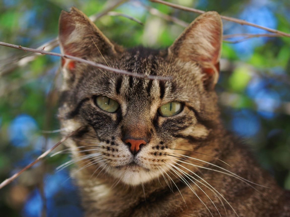 Серый кот в ветках крупным планом