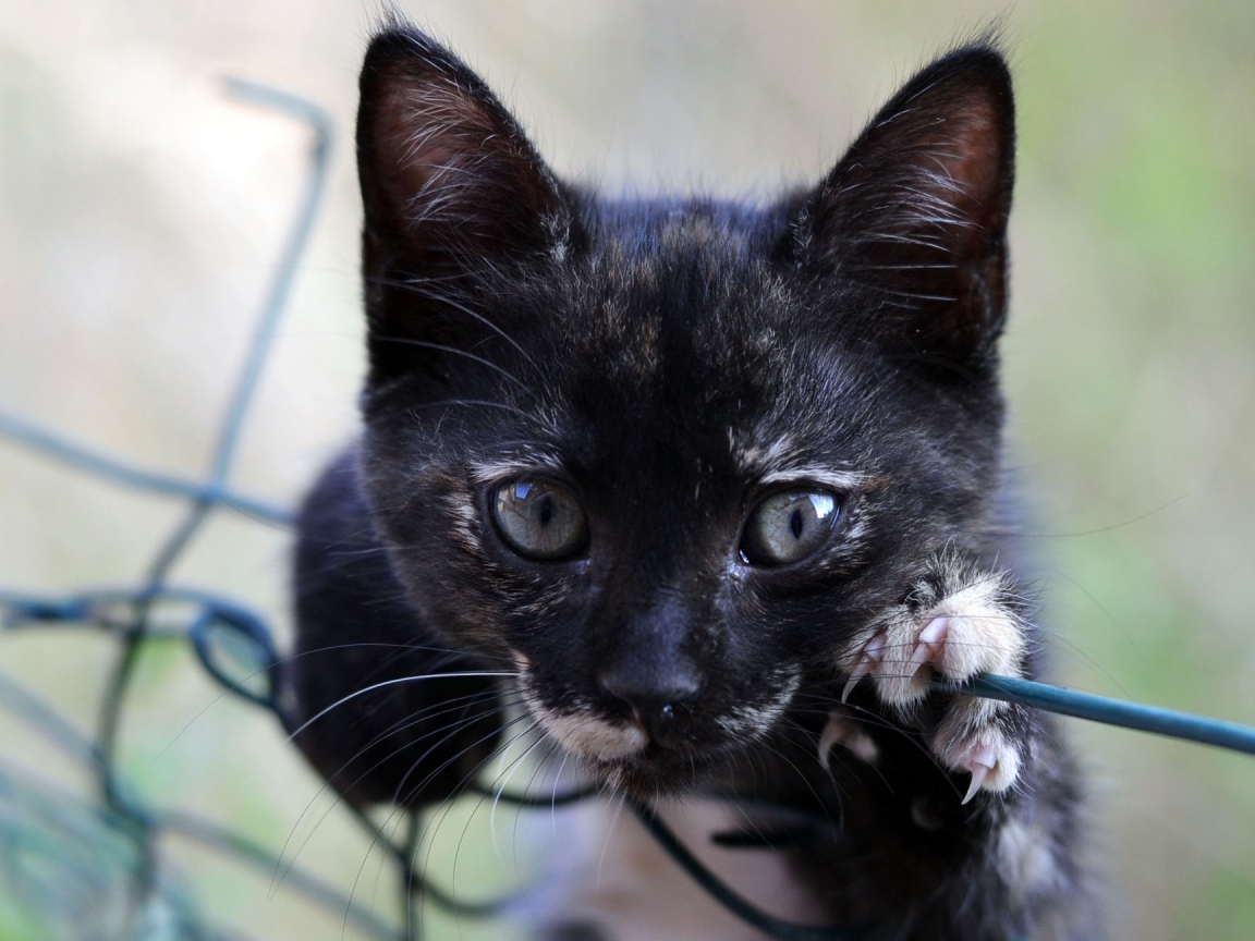Маленький черный котенок лежит на сетке 